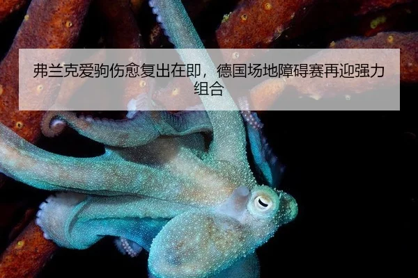 弗兰克爱驹伤愈复出在即，德国场地障碍赛再迎强力组合